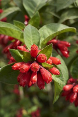 Cestrum Çalısı Görünümü
