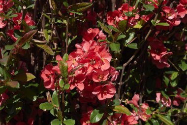 Chaenomeles spesiyosa çalısı pembe kırmızı çiçeklerle