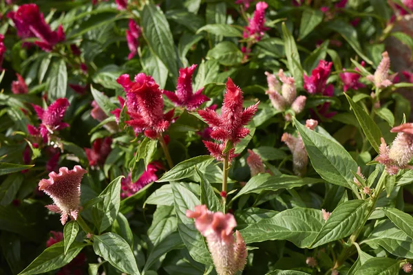 Celosia argentea 'nın kızıl kızılötesi kızıllığı