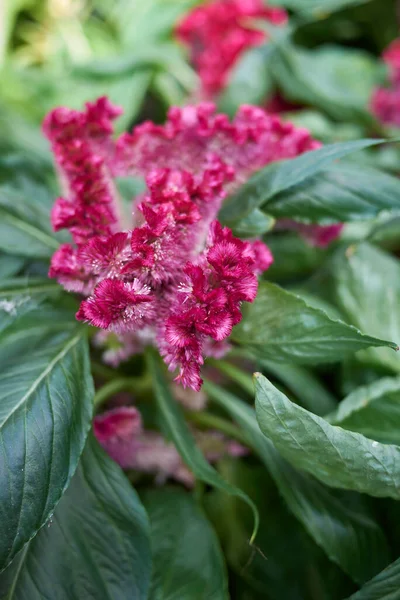 Celosia cristata bitkisel şişkinlik