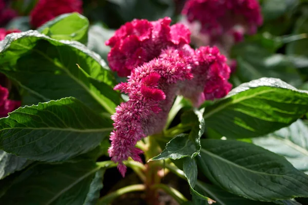 Celosia cristata bitkisel şişkinlik