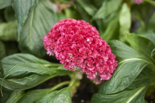 Celosia cristata bitkisel şişkinlik