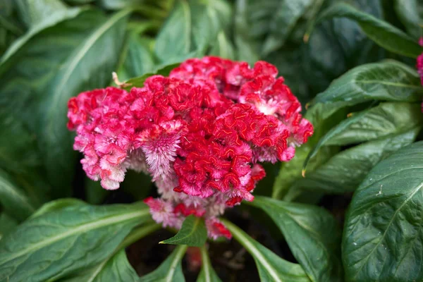 Celosia cristata bitkisel şişkinlik