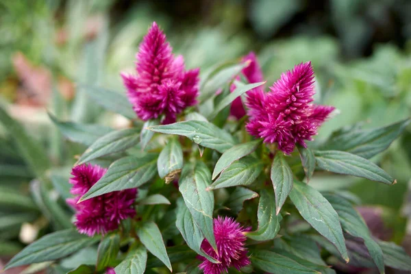 Celosia spicata mor cilt bakımı