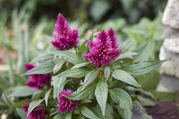 Celosia spicata mor cilt bakımı