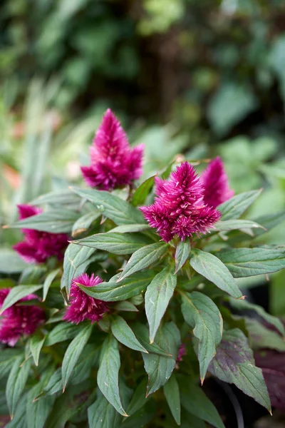 Celosia spicata mor cilt bakımı
