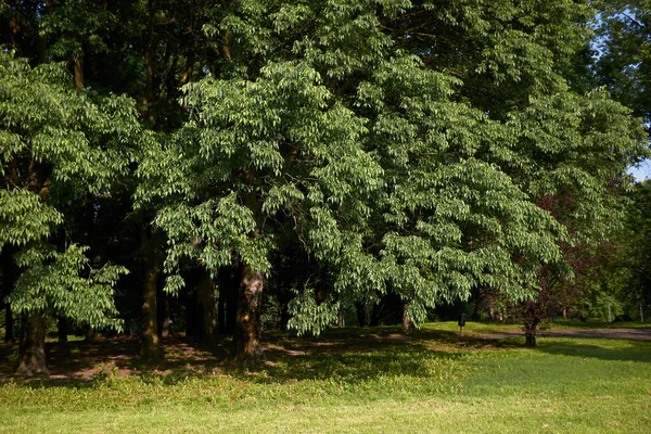 Celtis australis 'in görüntüsü