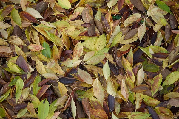 Celtis australis yere düşer.