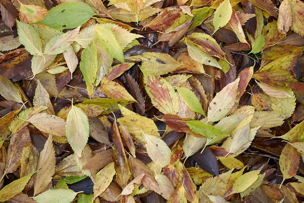 Celtis australis yere düşer.