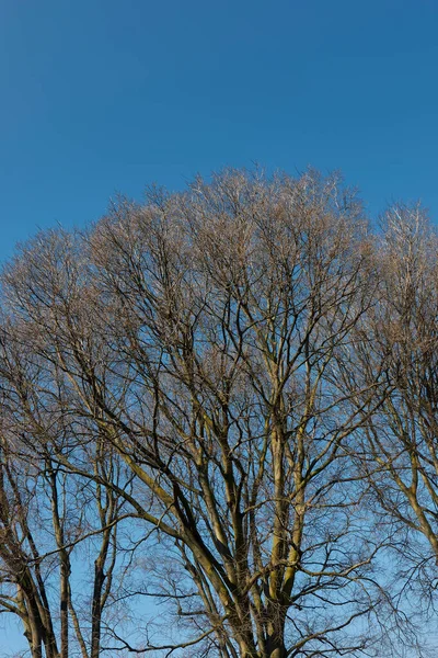 Kışın Celtis australis ağacı