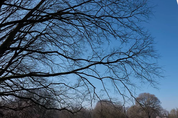 Kışın Celtis australis ağacı