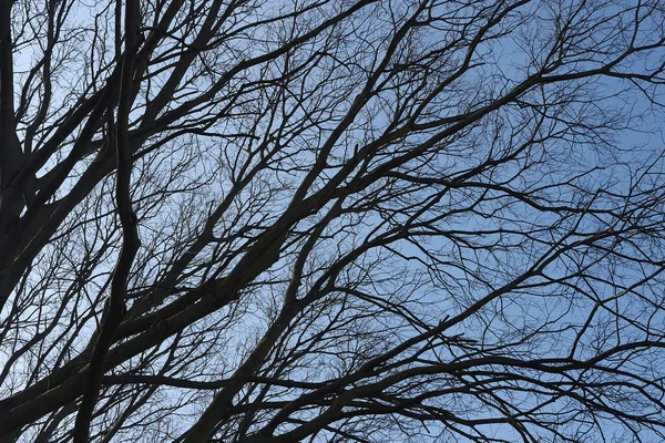 Kışın Celtis australis ağacı