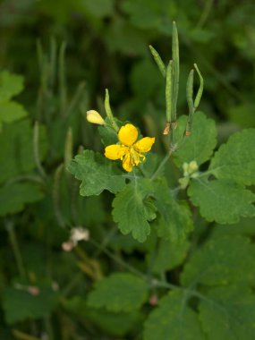 Chelidonium Majus fabrikasını kapatın.