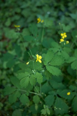 Chelidonium Majus fabrikasını kapatın.
