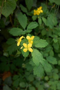 Chelidonium Majus fabrikasını kapatın.