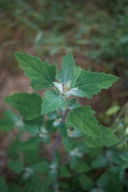 Chenopodium albümü taze yapraklar