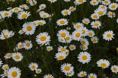 Leucanthemum vulgare çiçek açtı