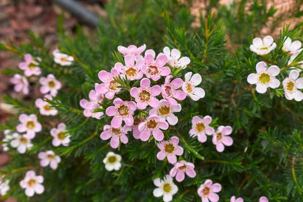 Chamelaucium uncinatum pembe ve beyaz infloresans