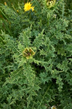 Siryum spinosissimum bitkileri çiçek açtı.