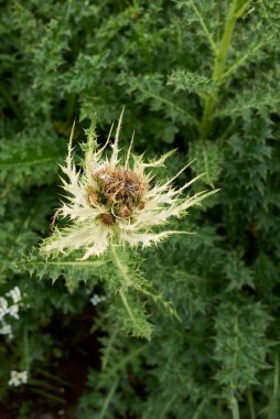Siryum spinosissimum bitkileri çiçek açtı.