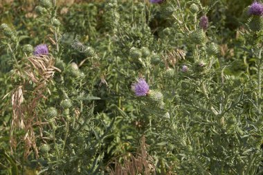 mor çiçekler ve dikenli Cirsium vulgare bitkisi yaprakları