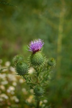 Cirsium vulgare yakın çekim