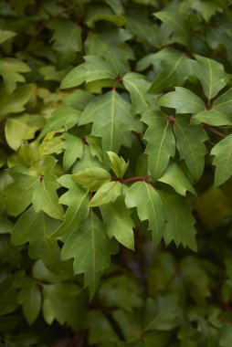 Cissus eşkenar yapraklarının görüntüsü