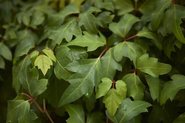 Pohled Listy Cissus Rhombifolia — Stock fotografie