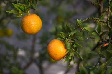 View of Citrus myrtifolia fruits clipart