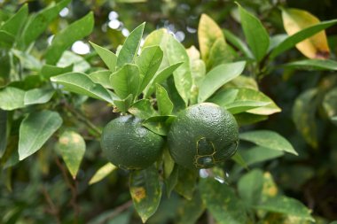 Citrus x aurantium 'un olgunlaşmamış meyvesi