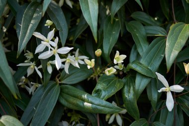 Clematis Armandii Beyaz İncillik