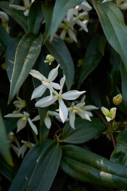 Clematis Armandii Beyaz İncillik