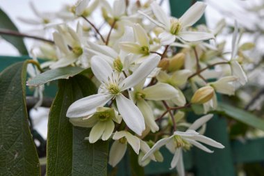 white flowers of Clematis armandii climber clipart