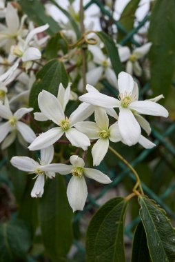 Clematis Armandii dağcılarının beyaz çiçekleri