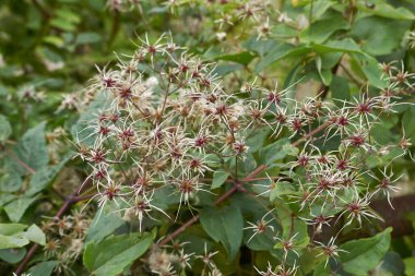 Clematis Vitalba Kıllı Meyve Yaklaş