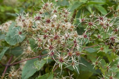 Clematis Vitalba Kıllı Meyve Yaklaş