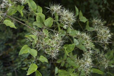 Clematis Vitalba Kıllı Meyve Yaklaş