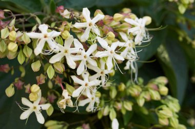  Tezgâhtar trichotomum çiçek açtı.