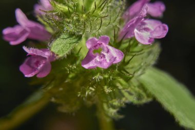 Clinopodium vulgare pembe çiçekler kapanıyor.