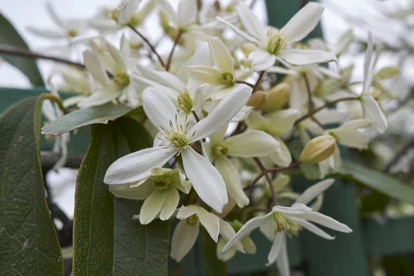 Clematis Armandii dağcılarının beyaz çiçekleri
