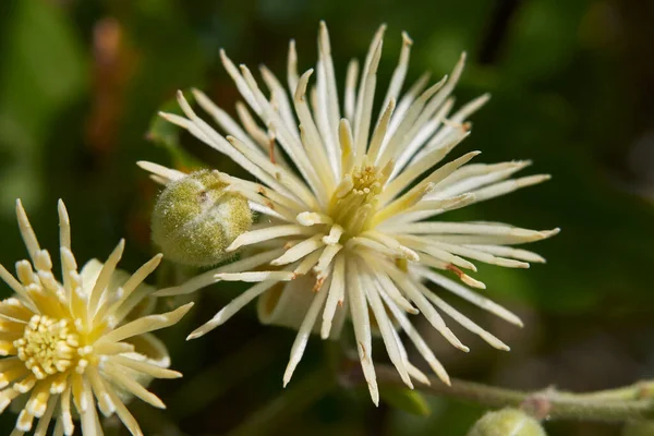 Clematis Vitalba Fleur — Photo