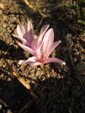 Colchium sonbahar bitkisinin pembe çiçekleri