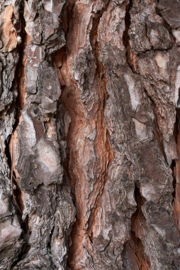 Kozalaklı ağaç kabuğu.