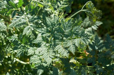 Conium maculatum fabrikası. Yakın plan.