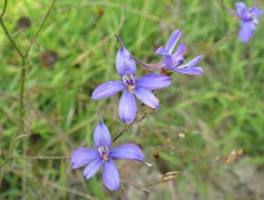Consolida regalis 'in mavi mor çiçeği