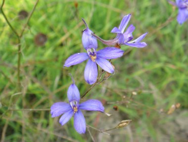 Consolida regalis 'in mavi mor çiçeği