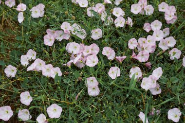 Konvolvulus arvensis Pembe ve beyaz çiçek