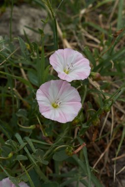 Konvolvulus arvensis Pembe ve beyaz çiçek