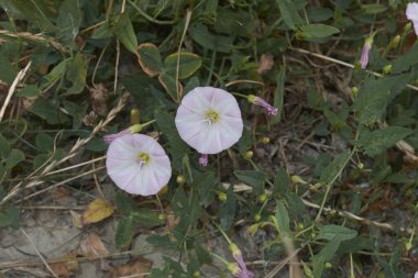 Konvolvulus arvensis Pembe ve beyaz çiçek