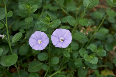 Convolvulus Sabatius, yaklaşın.